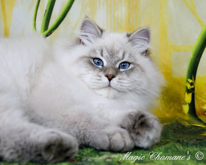 Ylan du Domaine de Malou