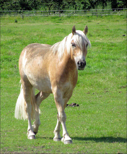 Balu