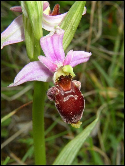 Ophrys scolopax le Pompidou (48) Le : 04-06-2005
