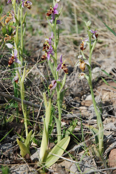 Ophrys scolopax Rivesaltes (66) Le 21/04/2010