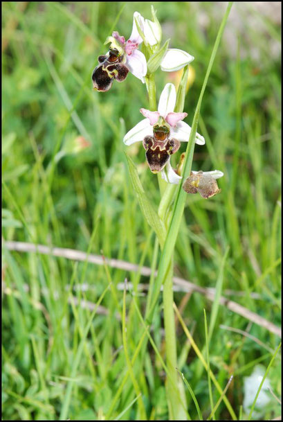 Ophrys scolopax Bugarach (11) Le : 19-05-2009