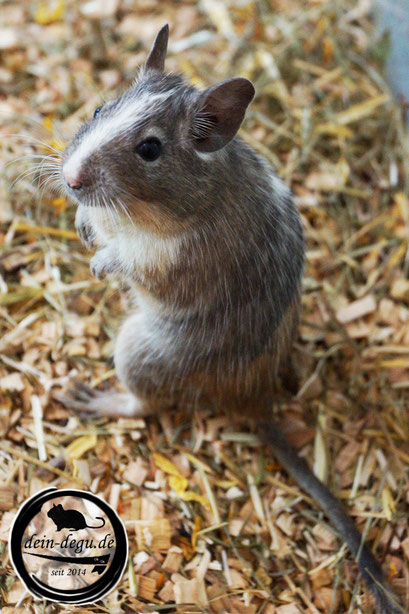 Degu Tricolor / Dreifarbig