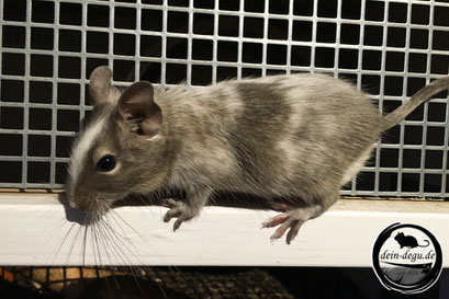 Degu Blau Starkschecke