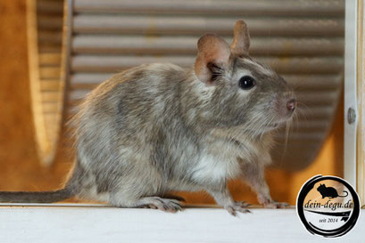 Degu Blau Schecke