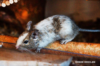 Degu Agouti Starkschecke