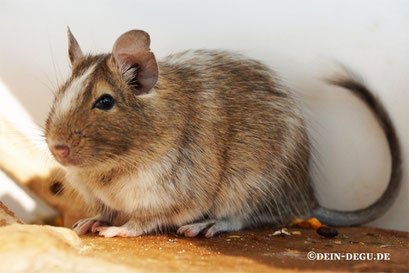 Degu Agouti Starkschecke