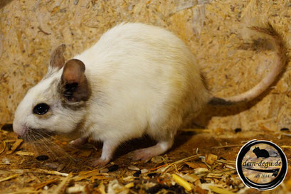 Degu Agouti Superchecke