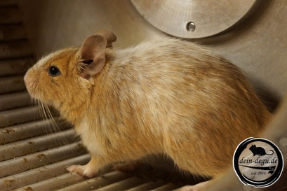 Sand degu hotsell