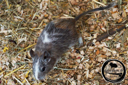 Degu Tricolor / Dreifarbig