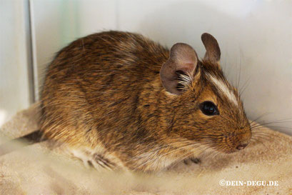 Degu Agouti Punktschecke