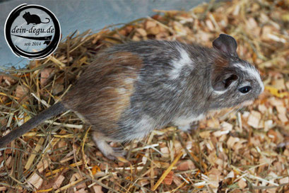 Degu Tricolor / Dreifarbig