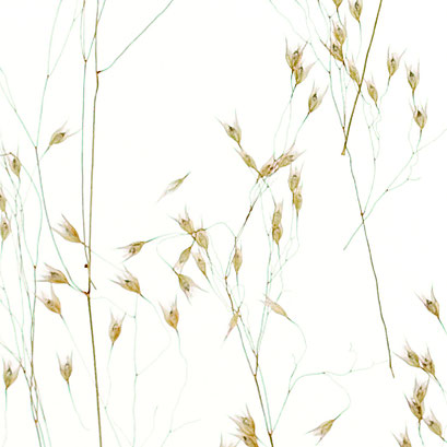 Lumicor - Natural - Meadow