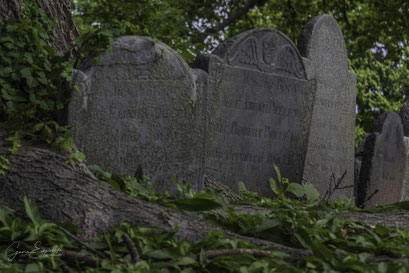 "Familial Uproot"– Salem, Massachusetts 