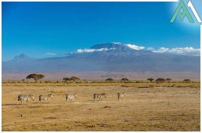 MT. KENYA & KILIMANJARO - RONGAI ROUTE Zwei Gipfel, eine Route: Mount Kenya 5.199m und Kilimanjaro 5.895m mit AMICAL ALPIN und EXTREK-Africa