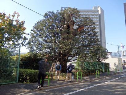 旧細川邸のシイの木