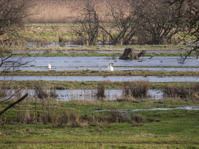 Bild: Naturschutzgebiet Kirchwerder