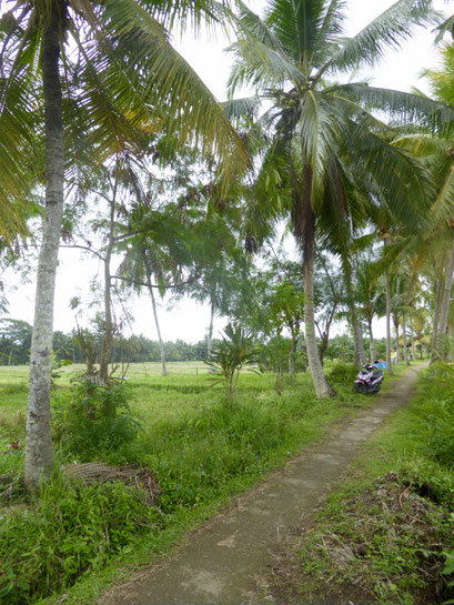 Bild: Reisfelder von Ubud