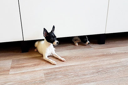 #тойфокстерьер #амертой #террабалтика #toyfoxterrier #terrabaltika #puppies #kennel