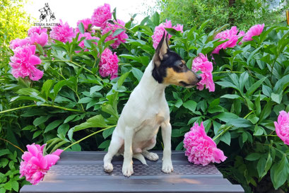 Той-фокстерьер, амертой, той-фокс, тфт, американский той-фокстерьер, Toy Fox Terrier, Terra Baltika, Терра Балтика, щенки той-фокстерьера, питомник той-фокстерьер