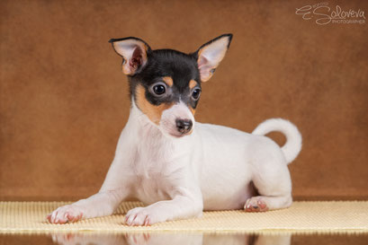 #тойфокстерьер #амертой #террабалтика #toyfoxterrier #terrabaltika #puppies #kennel #маленькаясобака #минипорода #маленькаяпородасобак #собачканамаленькихножках #американскийтойфокстерьер #тойфокс #americantoyfoxterrier
