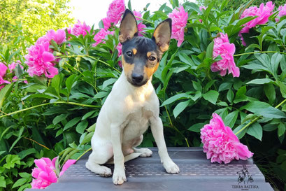 Той-фокстерьер, амертой, той-фокс, тфт, американский той-фокстерьер, Toy Fox Terrier, Terra Baltika, Терра Балтика, щенки той-фокстерьера, питомник той-фокстерьер