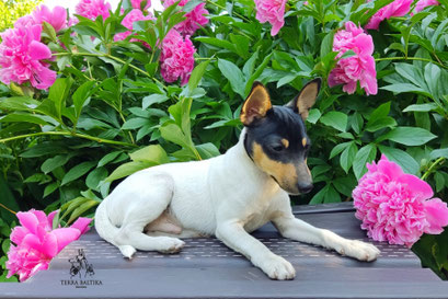 Той-фокстерьер, амертой, той-фокс, тфт, американский той-фокстерьер, Toy Fox Terrier, Terra Baltika, Терра Балтика, щенки той-фокстерьера, питомник той-фокстерьер