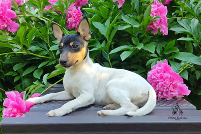 Той-фокстерьер, амертой, той-фокс, тфт, американский той-фокстерьер, Toy Fox Terrier, Terra Baltika, Терра Балтика, щенки той-фокстерьера, питомник той-фокстерьер