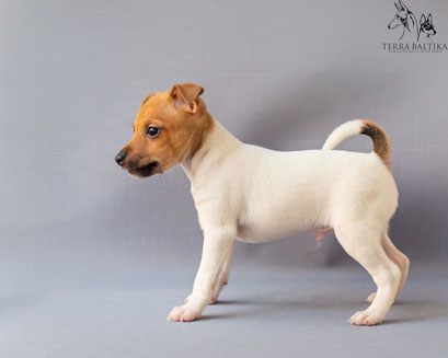 #тойфокстерьер #амертой #террабалтика #toyfoxterrier #terrabaltika #puppies #kennel