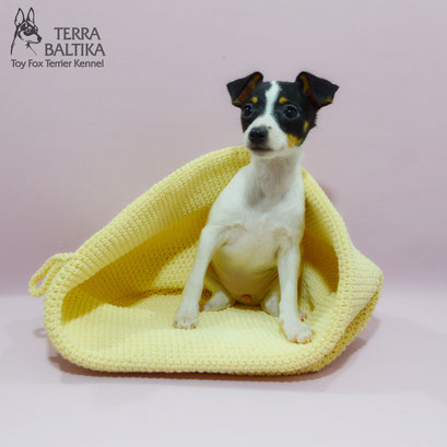 #тойфокстерьер #амертой #террабалтика #toyfoxterrier #terrabaltika #puppies #kennel