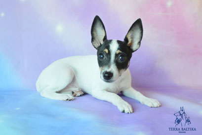 Щенки той-фокстерьера в питомнике Терра Балтика