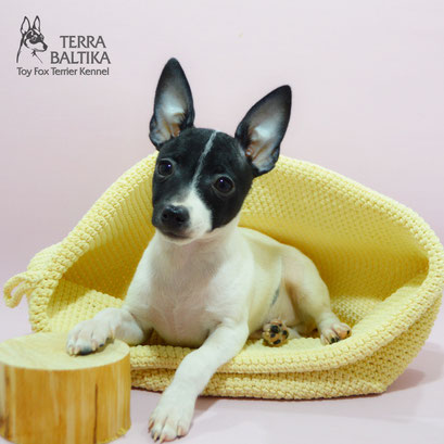 #тойфокстерьер #амертой #террабалтика #toyfoxterrier #terrabaltika #puppies #kennel