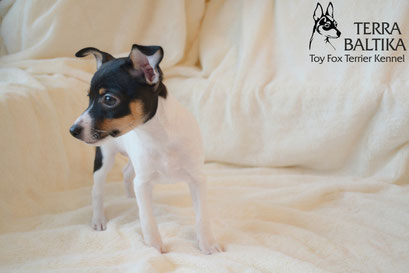 #тойфокстерьер #амертой #террабалтика #toyfoxterrier #terrabaltika #puppies #kennel