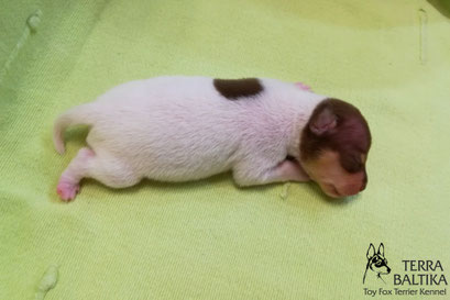 #тойфокстерьер #амертой #террабалтика #toyfoxterrier #terrabaltika #puppies #kennel