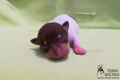 #тойфокстерьер #амертой #террабалтика #toyfoxterrier #terrabaltika #puppies #kennel