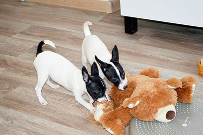 #тойфокстерьер #амертой #террабалтика #toyfoxterrier #terrabaltika #puppies #kennel