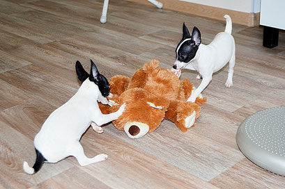 #тойфокстерьер #амертой #террабалтика #toyfoxterrier #terrabaltika #puppies #kennel