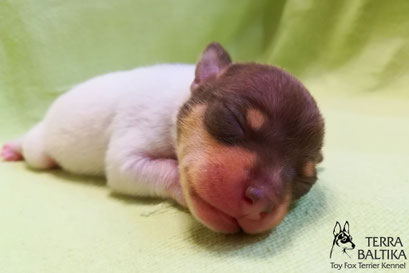 #тойфокстерьер #амертой #террабалтика #toyfoxterrier #terrabaltika #puppies #kennel