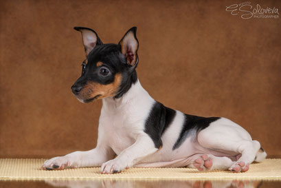 #тойфокстерьер #амертой #террабалтика #toyfoxterrier #terrabaltika #puppies #kennel #маленькаясобака #минипорода #маленькаяпородасобак #собачканамаленькихножках #американскийтойфокстерьер #тойфокс #americantoyfoxterrier