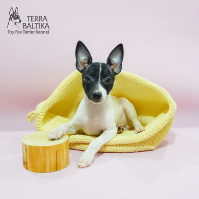 #тойфокстерьер #амертой #террабалтика #toyfoxterrier #terrabaltika #puppies #kennel