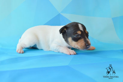 Щенки той-фокстерьера в питомнике Терра Балтика