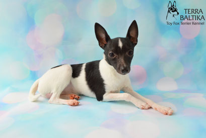 #тойфокстерьер #амертой #террабалтика #toyfoxterrier #terrabaltika #puppies #kennel
