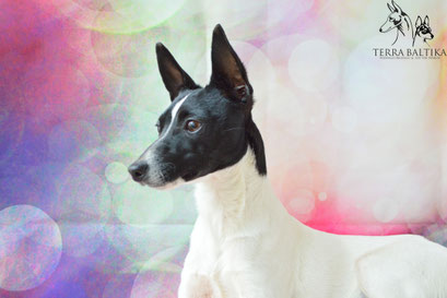 #тойфокстерьер #амертой #террабалтика #toyfoxterrier #terrabaltika #puppies #kennel