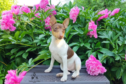 Той-фокстерьер, амертой, той-фокс, тфт, американский той-фокстерьер, Toy Fox Terrier, Terra Baltika, Терра Балтика, щенки той-фокстерьера, питомник той-фокстерьер