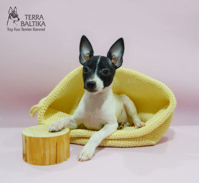 #тойфокстерьер #амертой #террабалтика #toyfoxterrier #terrabaltika #puppies #kennel