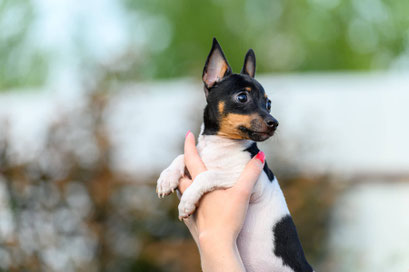 #тойфокстерьер #амертой #террабалтика #toyfoxterrier #terrabaltika #puppies #kennel