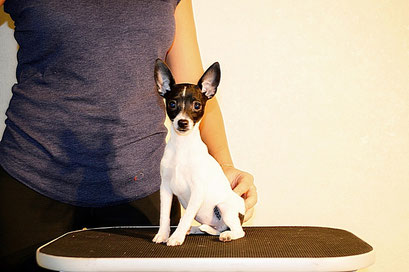 #тойфокстерьер #амертой #террабалтика #toyfoxterrier #terrabaltika #puppies #kennel