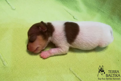 #тойфокстерьер #амертой #террабалтика #toyfoxterrier #terrabaltika #puppies #kennel