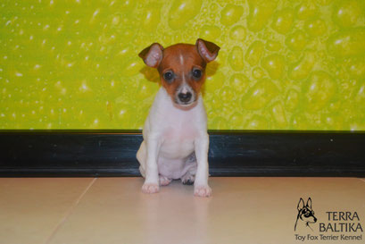 #тойфокстерьер #амертой #террабалтика #toyfoxterrier #terrabaltika #puppies #kennel