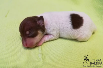 #тойфокстерьер #амертой #террабалтика #toyfoxterrier #terrabaltika #puppies #kennel
