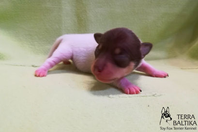 #тойфокстерьер #амертой #террабалтика #toyfoxterrier #terrabaltika #puppies #kennel